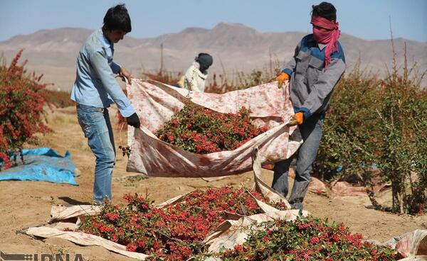 عکس جمع آوری زعفران