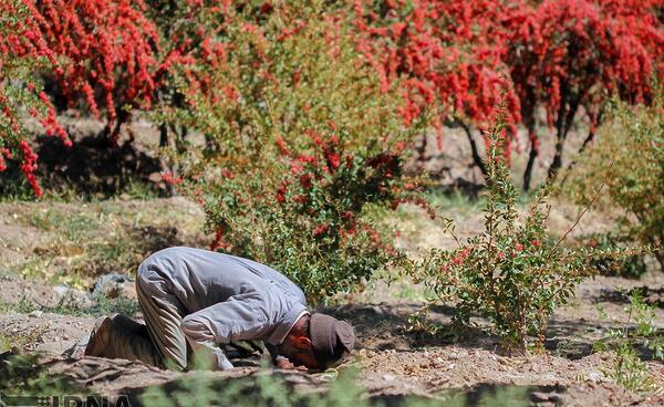 عکس جمع آوری زعفران