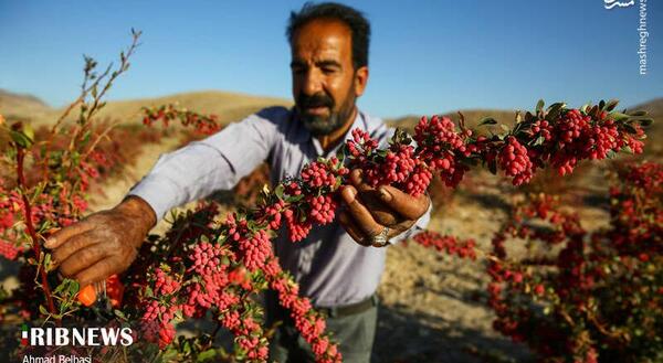 عکس جمع آوری زعفران