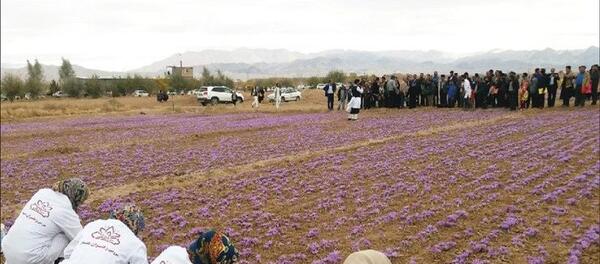 عکس جمع آوری زعفران
