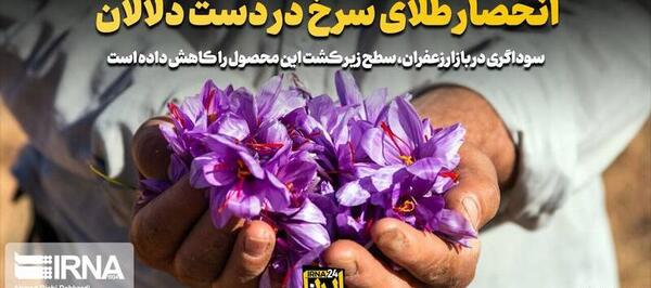 عکس جمع آوری زعفران