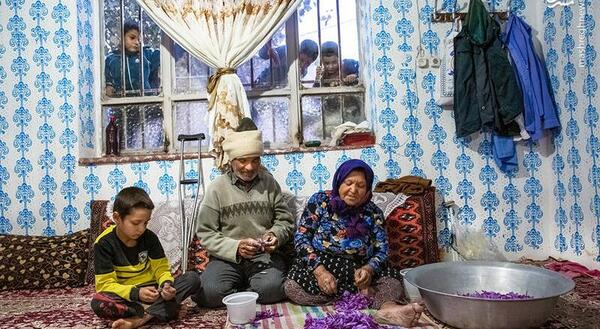 عکس جمع آوری زعفران