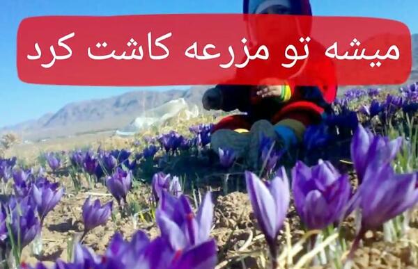 عکس جمع آوری زعفران