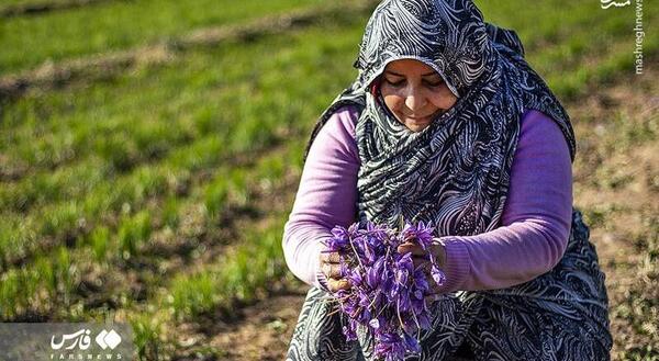 عکس جمع آوری زعفران