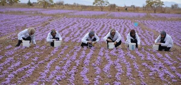 عکس جمع آوری زعفران