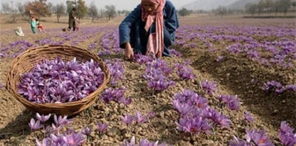 عکس جمع آوری زعفران