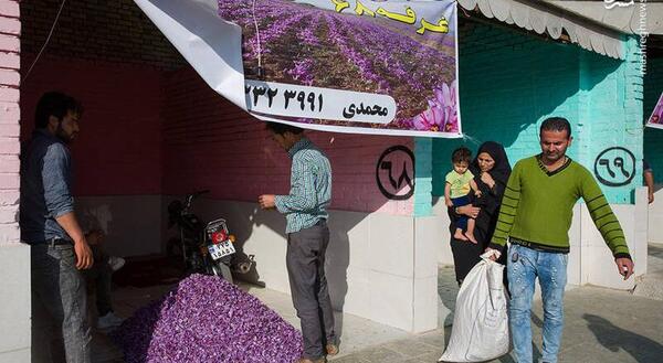 عکس جمع آوری زعفران