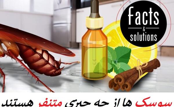عکس جنگ سوسک ها