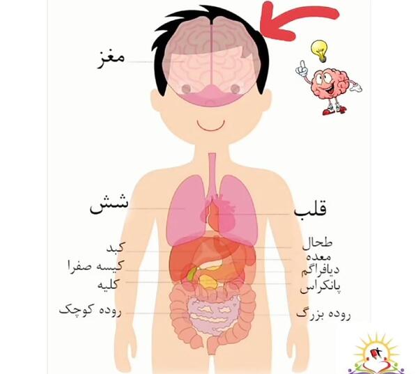 عکس ریه انسان در بدن