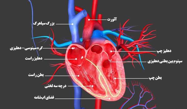 عکس ریه انسان در بدن