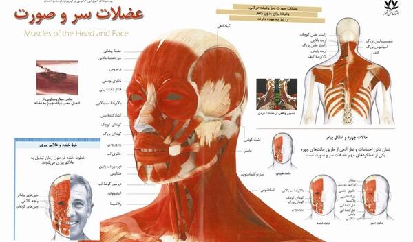 عکس ریه انسان در بدن