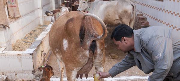 عکس گاو مریض