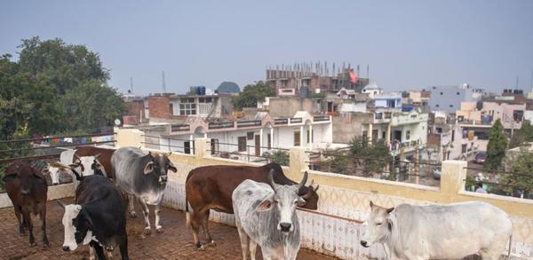 عکس گاو مریض