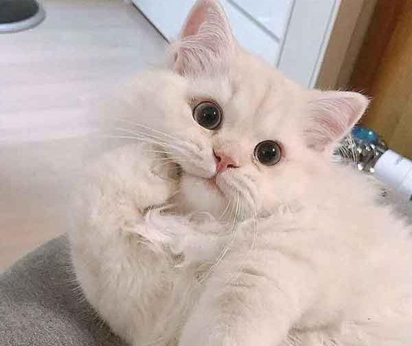 عکس فانتزی از گربه