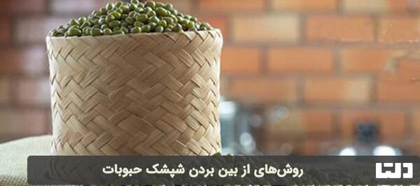 عکس سوسک حبوبات