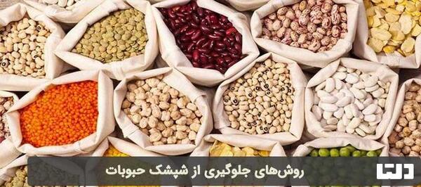 عکس سوسک حبوبات
