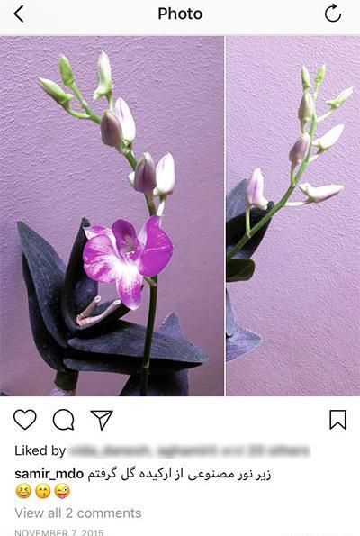 عکس گل نرگس مصنوعی