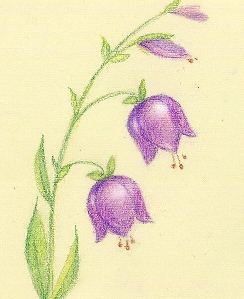 عکس طرح نقاشی گل با مداد رنگی
