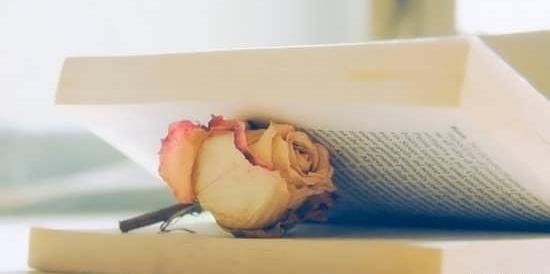 عکس گل رز پژمرده برای پروفایل