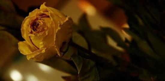 عکس گل رز پژمرده برای پروفایل