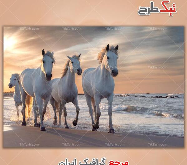 عکس اسب ها
