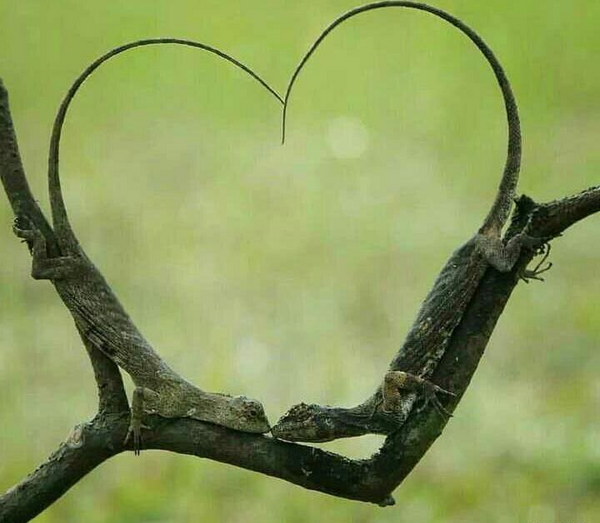 عکس طبیعت عجیب