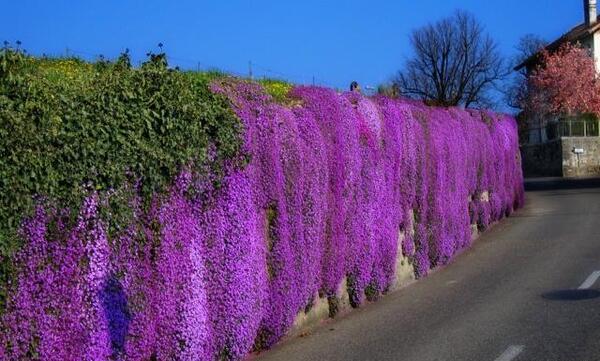 عکس طبیعت عجیب