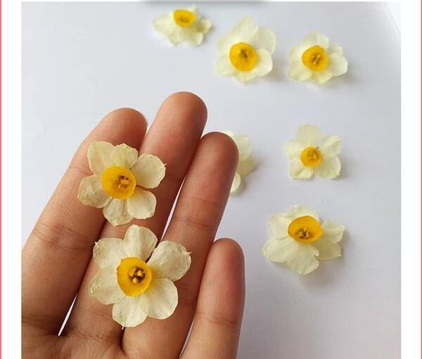 عکس نوشته با گل نرگس