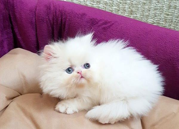عکس برفی گربه