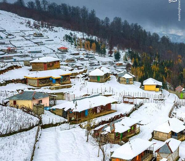 عکس برفی گربه