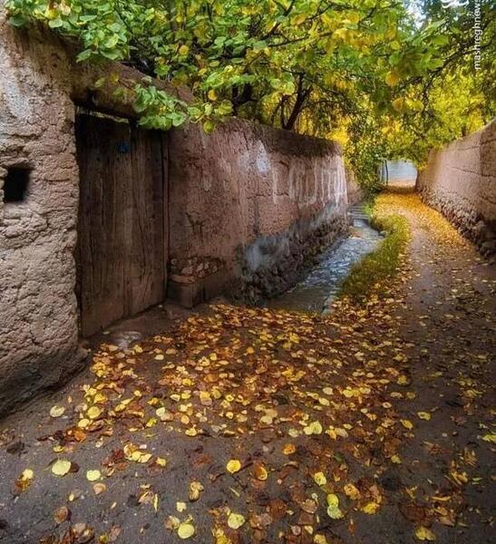 عکس برفی گربه