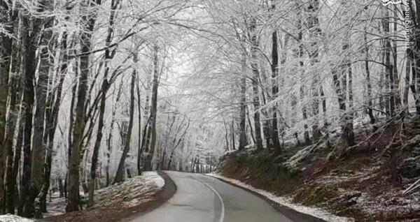 عکس برفی گربه