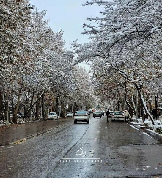 عکس برفی گربه