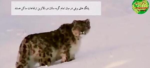 عکس برفی گربه