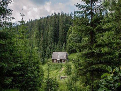 عکس کلبه چوبی در جنگل