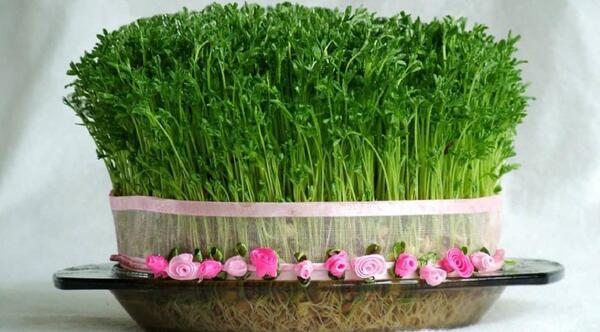 عکس سبزه با سیاه دانه