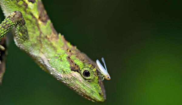عکس گل مارمولک