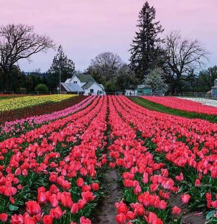 عکس گل و طبیعت برای پروفایل