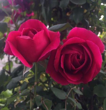 عکس گل و طبیعت برای پروفایل