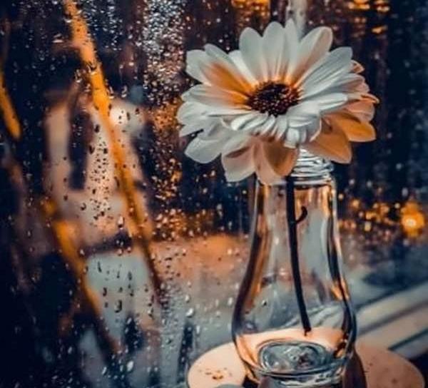 عکس گل و طبیعت برای پروفایل