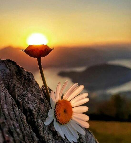 عکس گل و طبیعت برای پروفایل