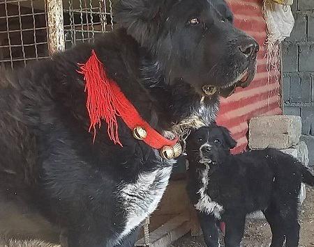 عکس سگ نگهبان ژرمن
