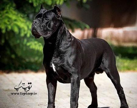 عکس سگ نگهبان ژرمن