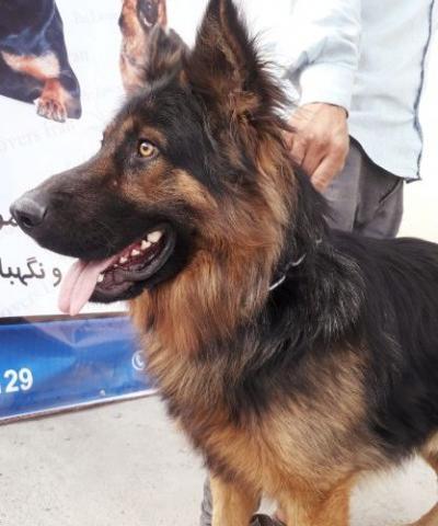 عکس سگ نگهبان ژرمن