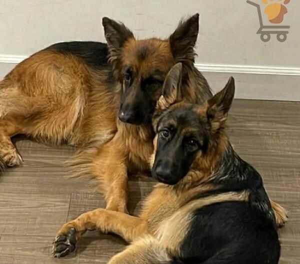 عکس سگ نگهبان ژرمن