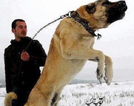 عکس سگ نگهبان ژرمن