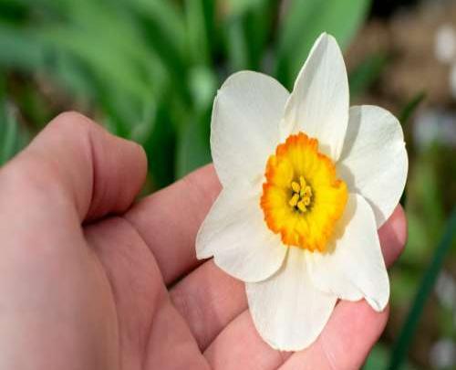 عکس گل نرگس در دست دختر برای پروفایل