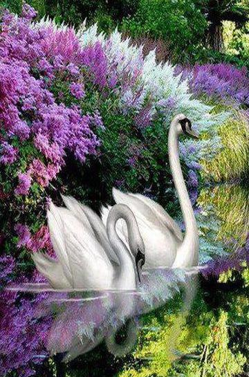 عکس قو برای تصویر زمینه