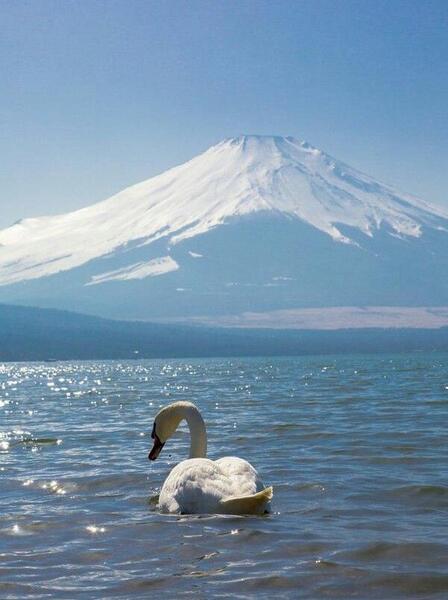 عکس قو برای تصویر زمینه