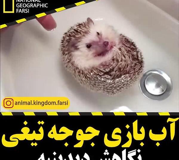 عکس جوجه تیغی خانگی